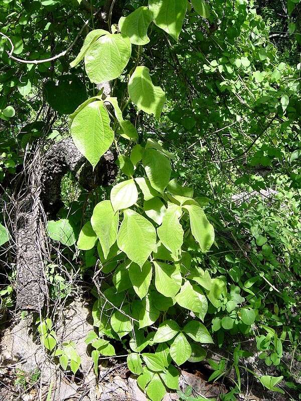 Dioscorea dregeana (Kunth) T. Durand & Schinz的圖片