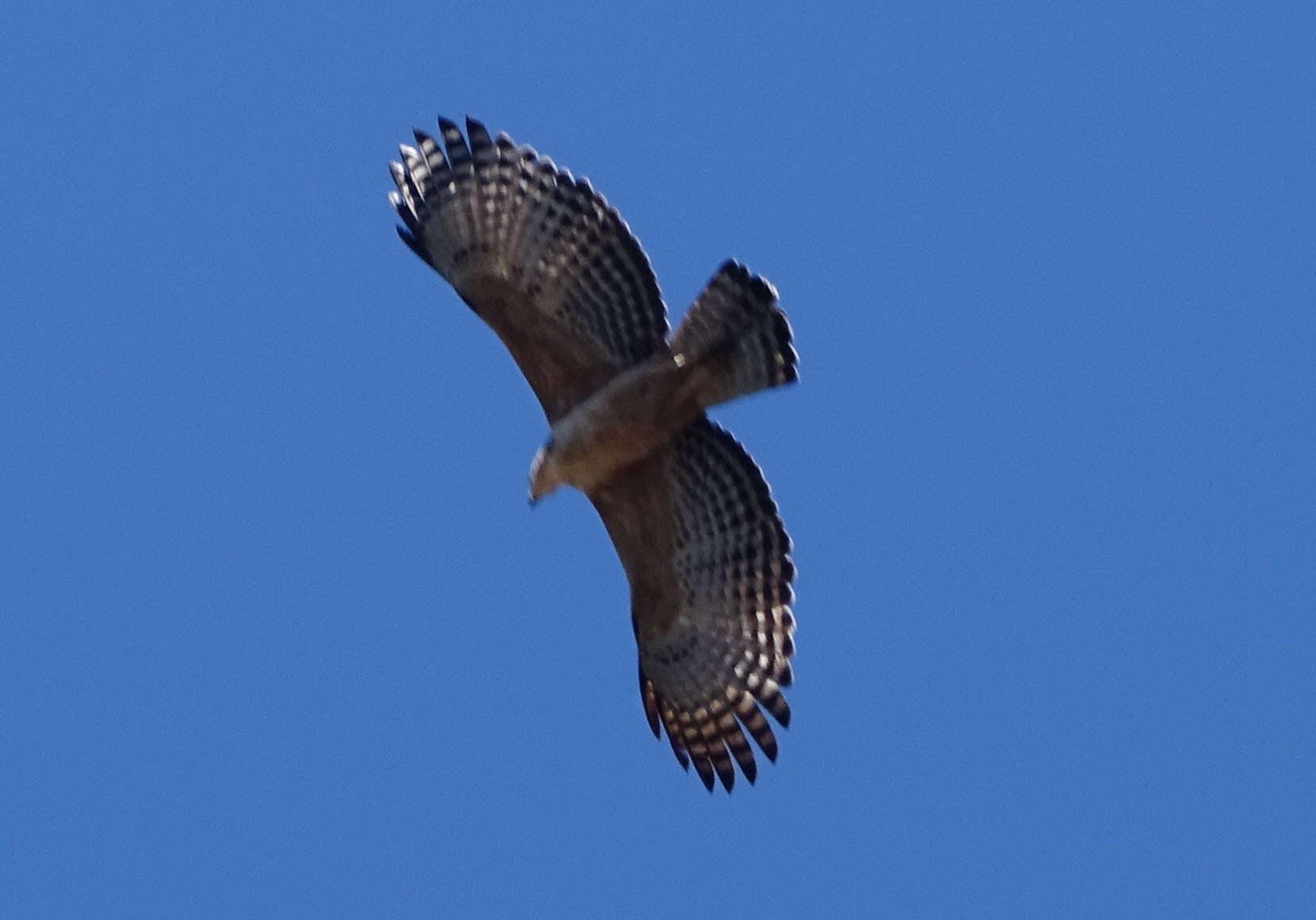 Nisaetus nipalensis Hodgson 1836 resmi