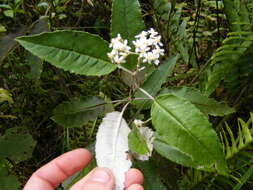 Plancia ëd Zemisia discolor (Sw.) B. Nord.