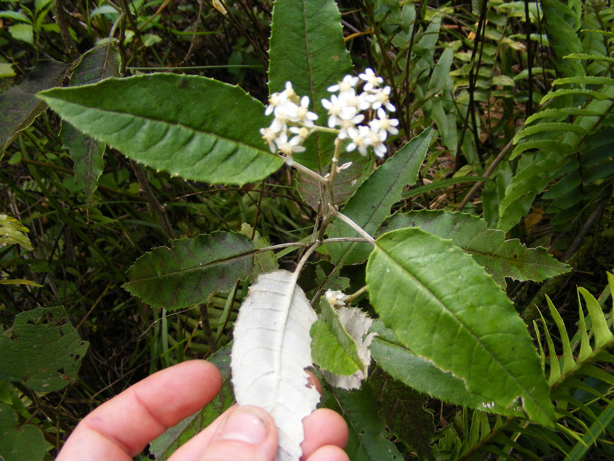 Image of Zemisia discolor (Sw.) B. Nord.