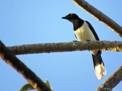 Image of White-naped Jay