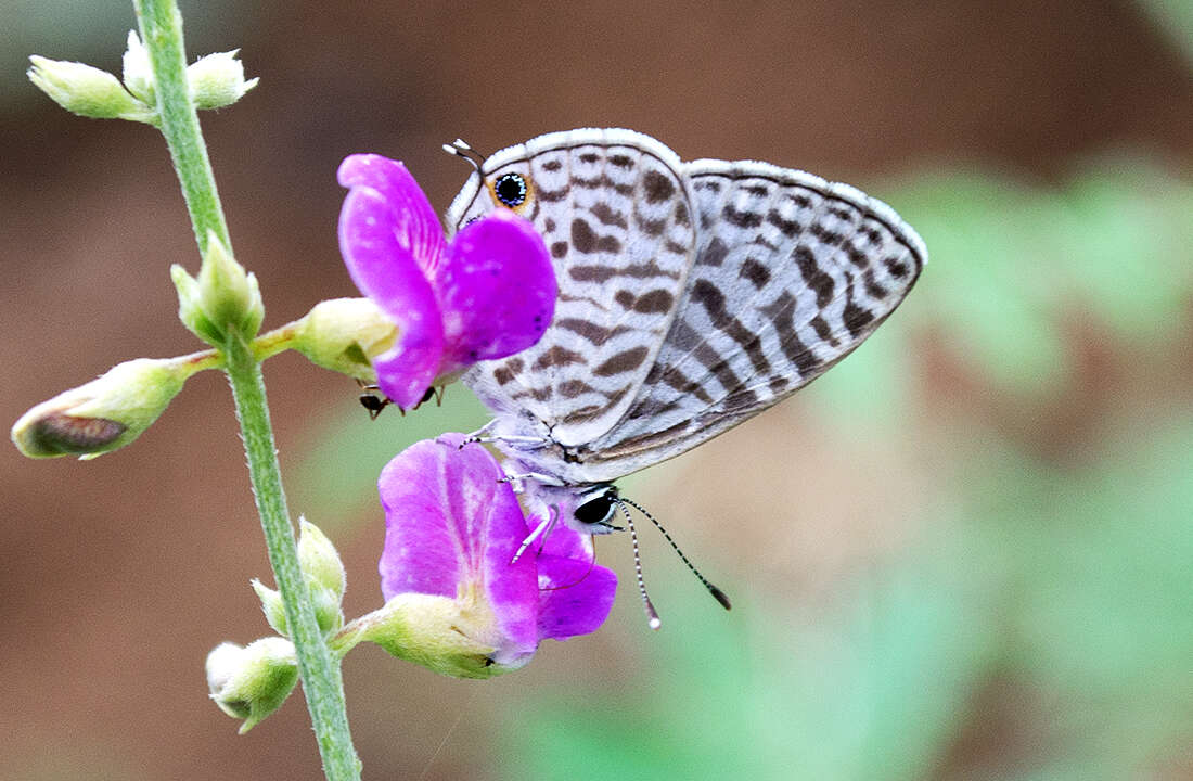 Image of Leptotes plinius