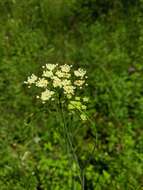 Image of corky-fruited water-dropwort