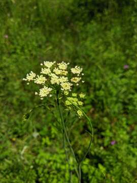 Imagem de Oenanthe pimpinelloides L.