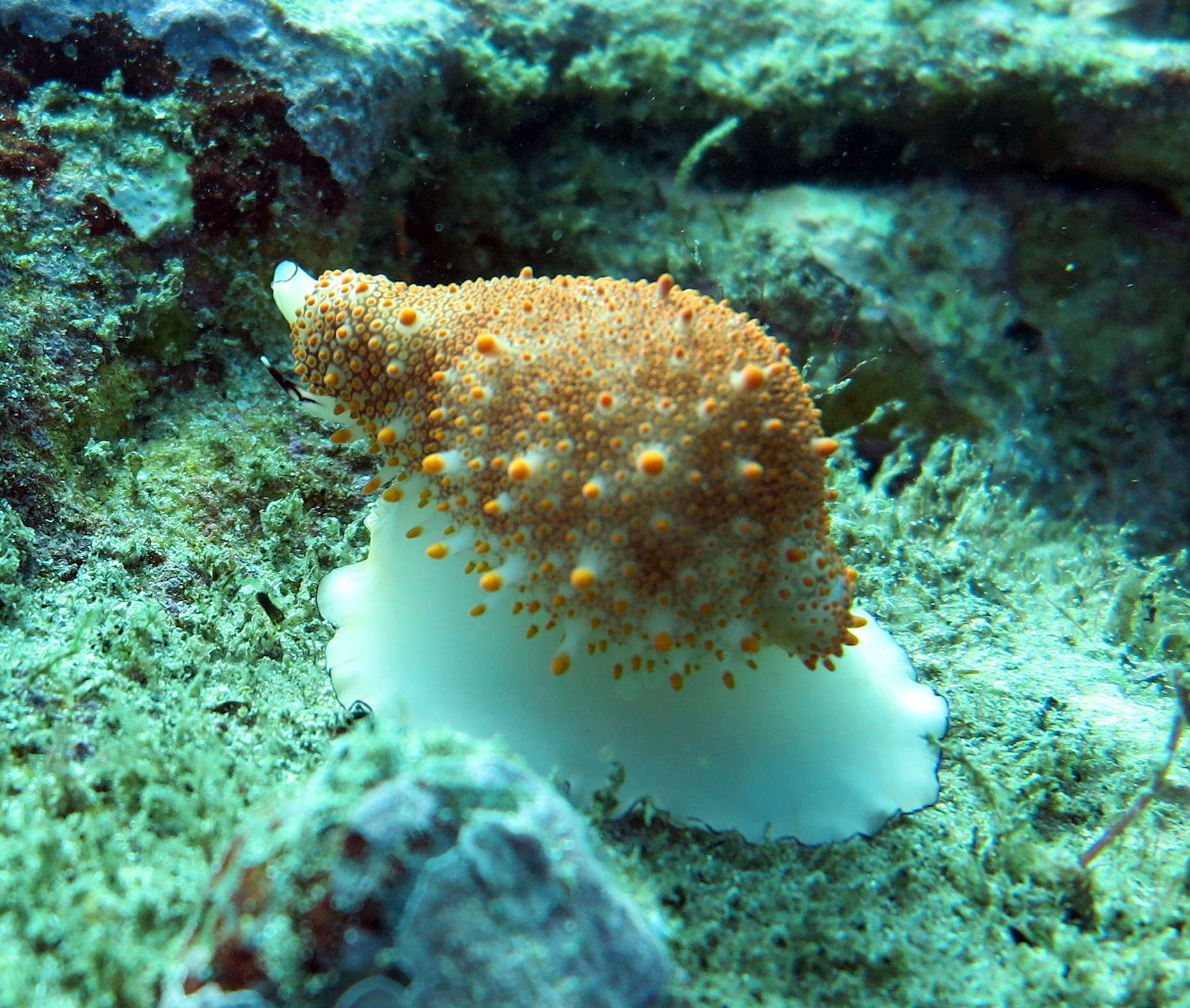 Image of Costellate egg cowrie