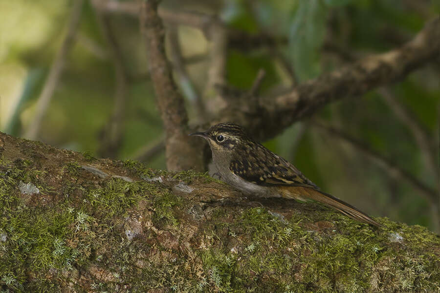 Image of Brown-throated Treecreeper