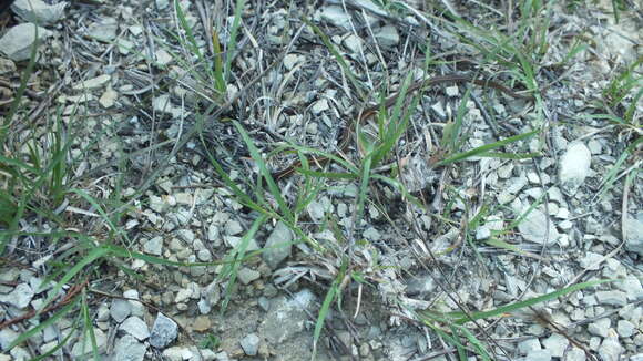 Image of Nuevo Leon Graceful Brown Snake