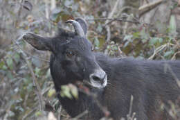 Image of Himalayan Serow