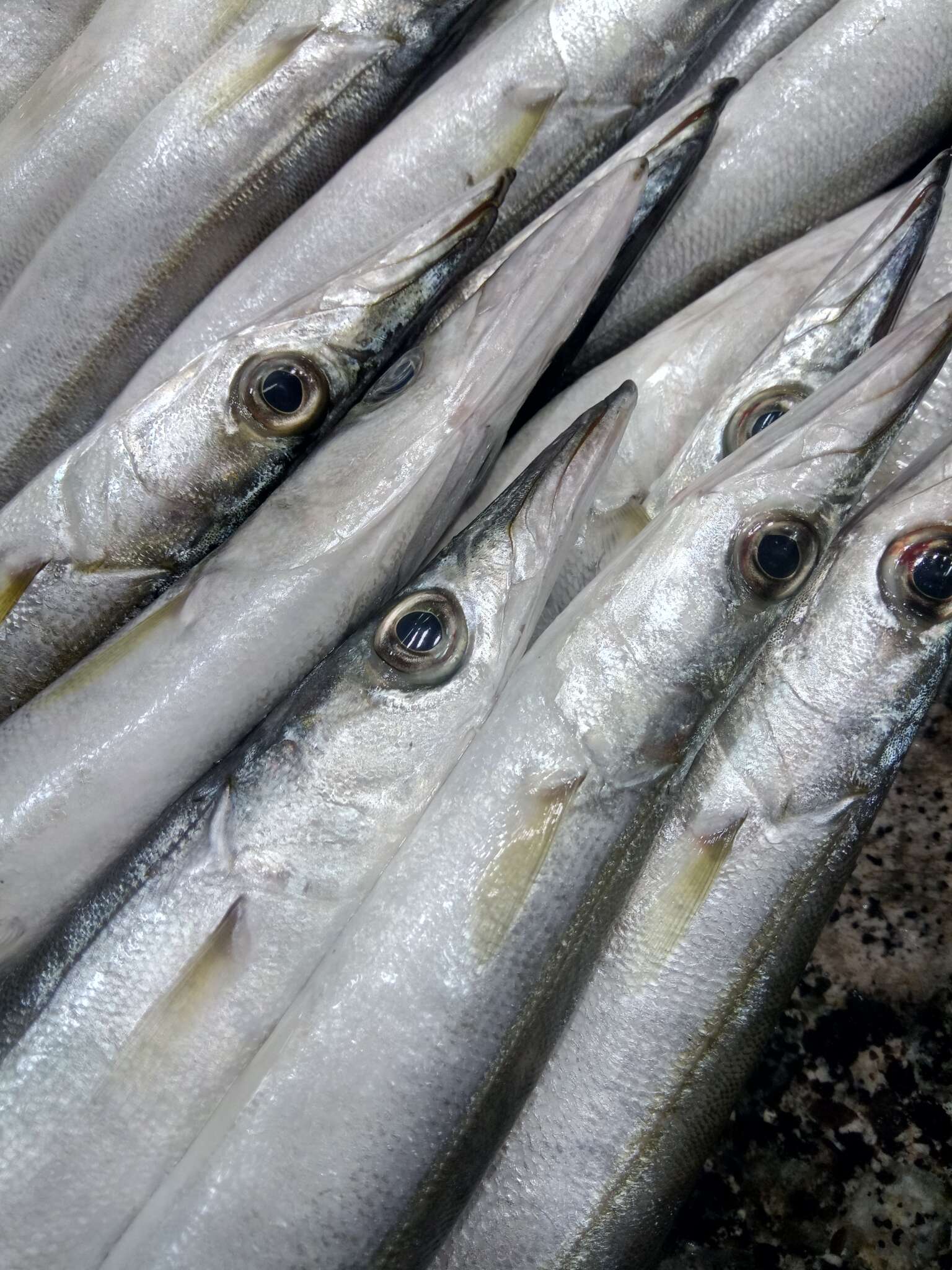 Barracuda, Feed and Grow Fish Wikia