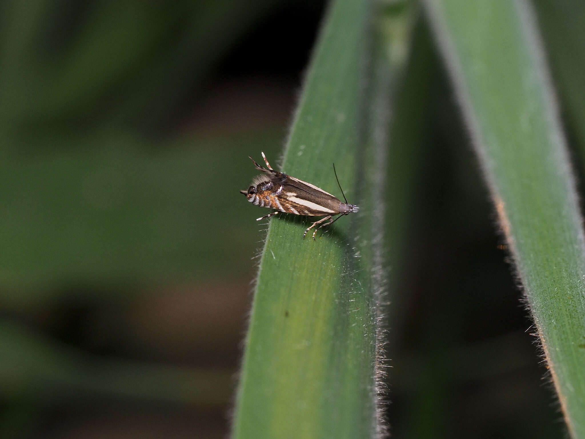 Image of Glyphipterix euthybelemna