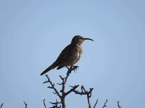 Image of Scale-throated Earthcreeper