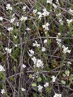 Image of white ballmustard