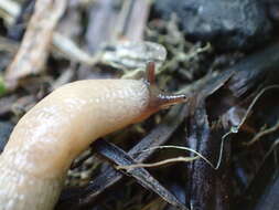 Image of field slug