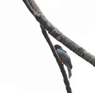 صورة Trogon melanurus Swainson 1838