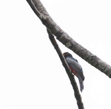 Image of Black-tailed Trogon