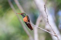 Imagem de Amazilia yucatanensis yucatanensis (Cabot & S 1845)