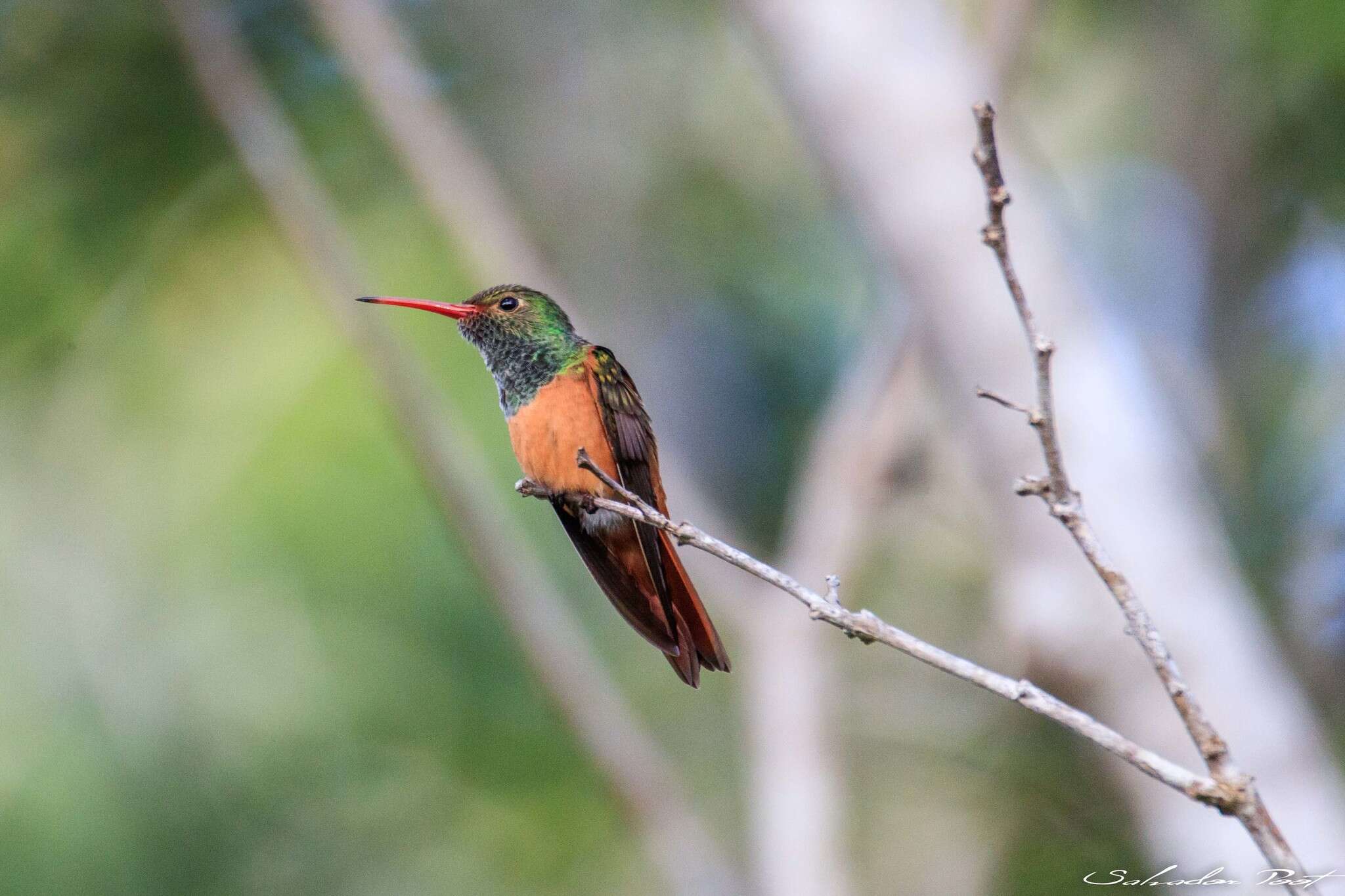 Imagem de Amazilia yucatanensis yucatanensis (Cabot & S 1845)