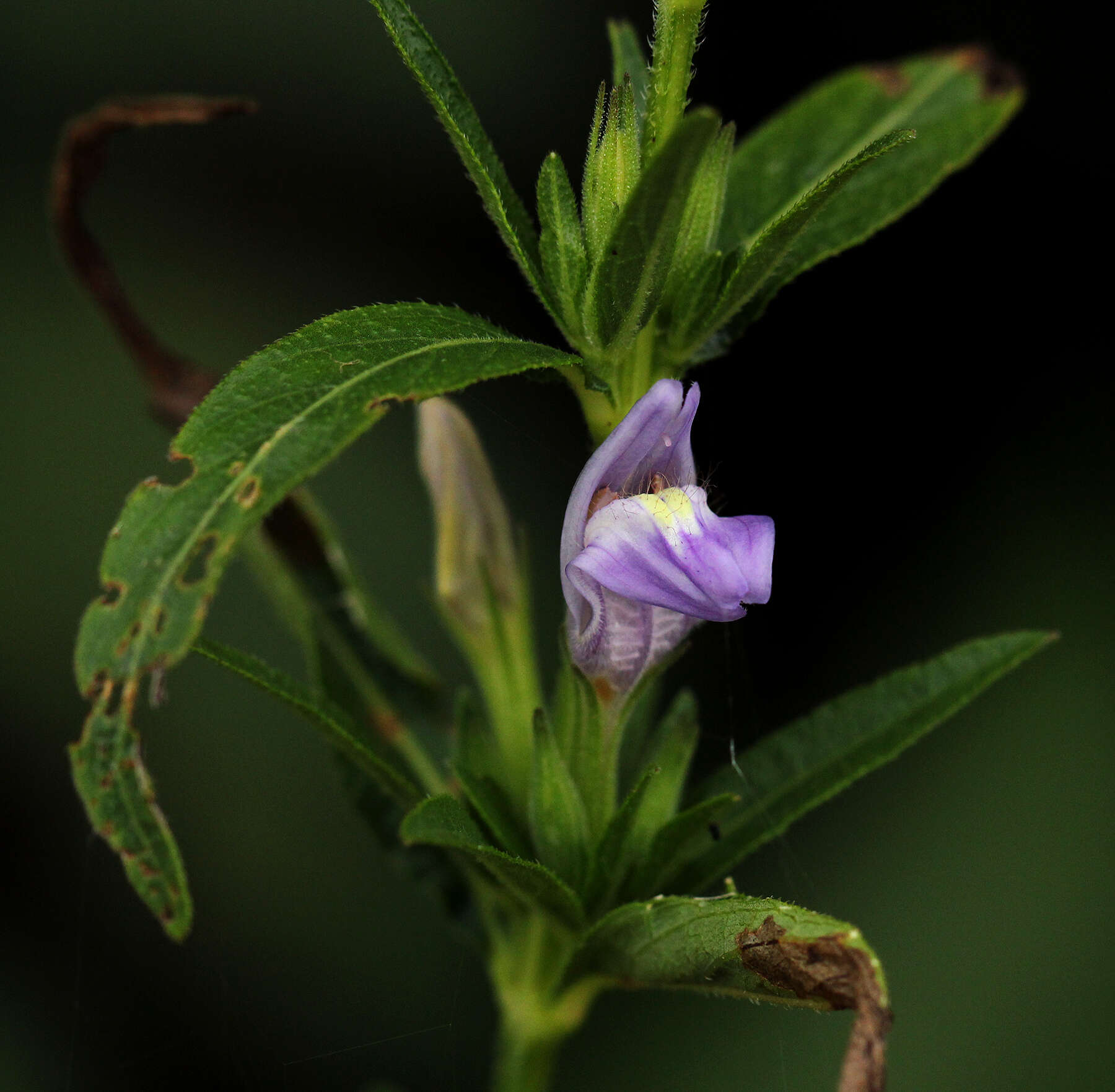 Image of Hygrophila uliginosa S. Moore