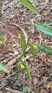 Sivun Noronhia linearifolia Boivin ex Dubard kuva