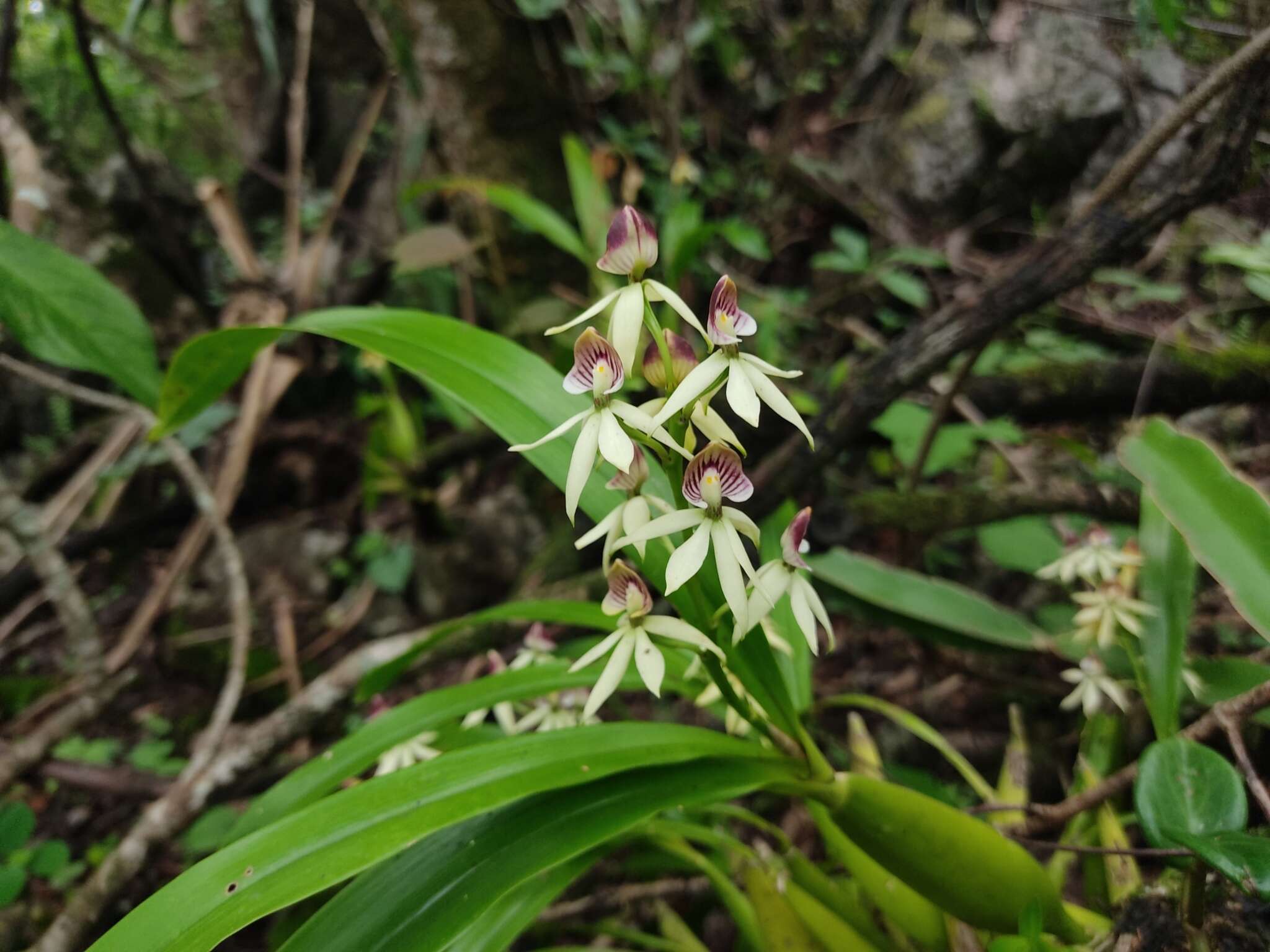 Image of Prosthechea trulla (Rchb. fil.) W. E. Higgins