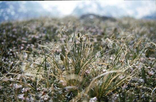 Image of Oreochloa disticha (Wulfen) Link