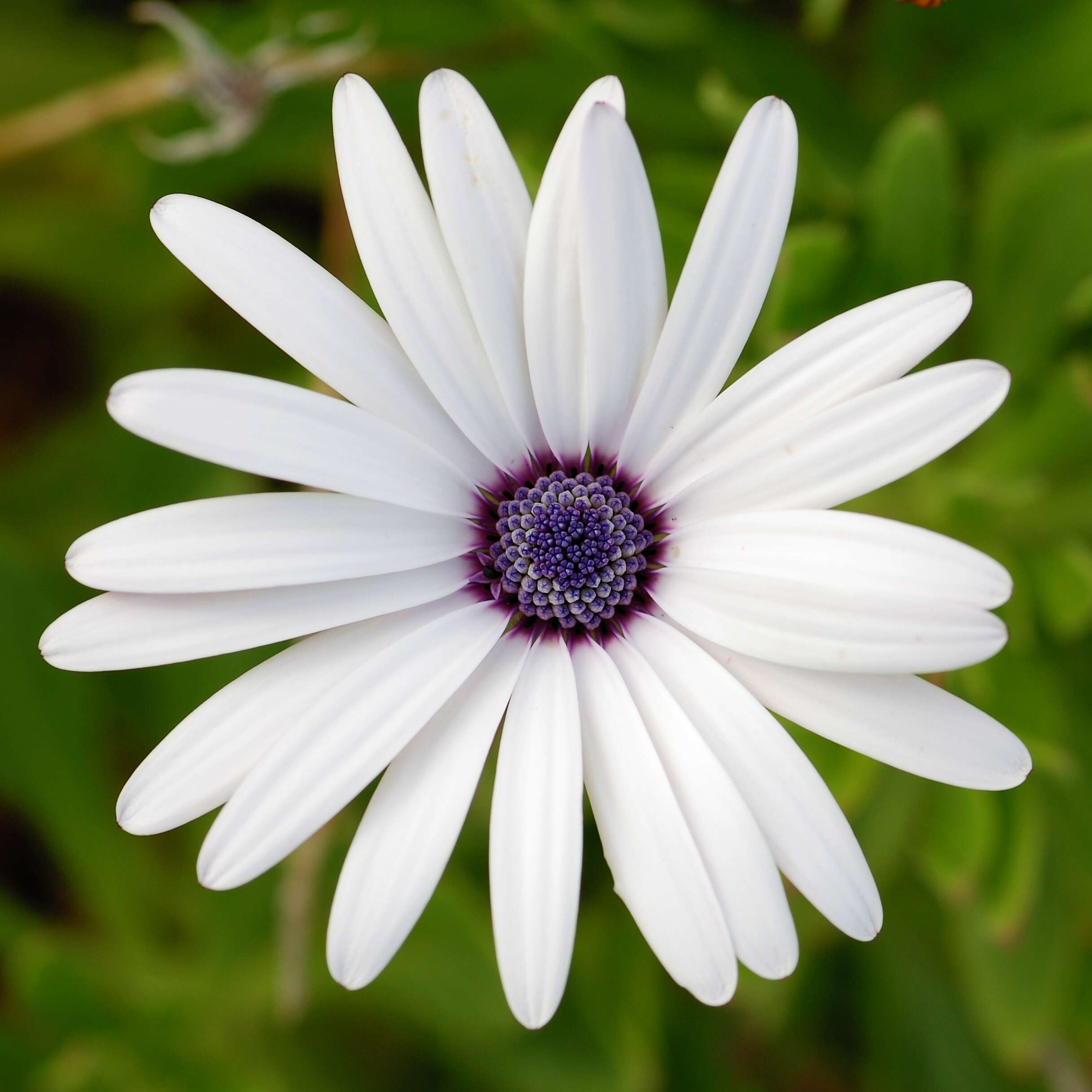 Image of blue and white daisybush