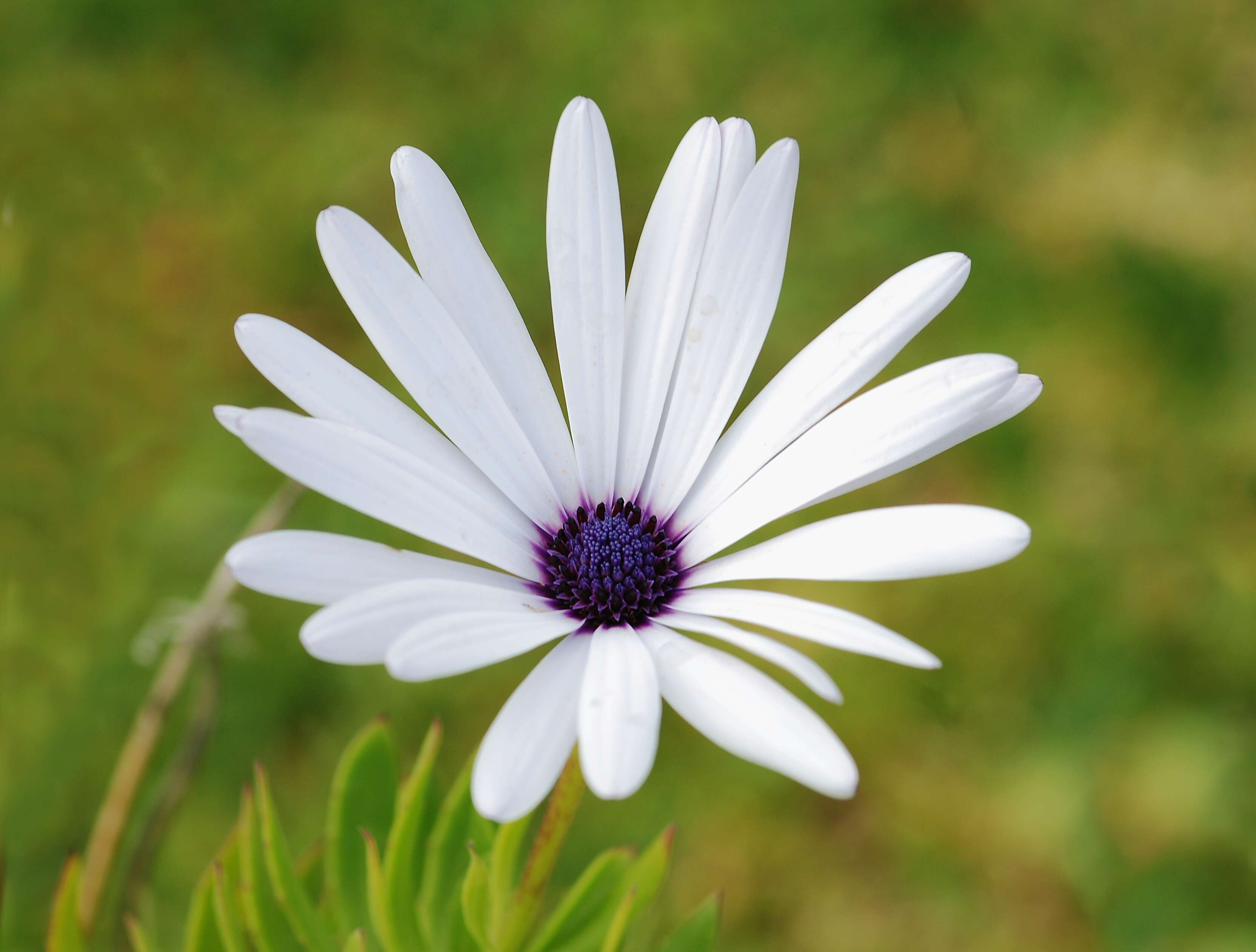 Image of blue and white daisybush