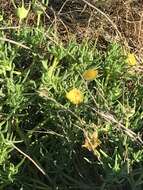 Image of narrow-leaved iceplant