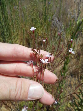 Image of tall annual willowherb