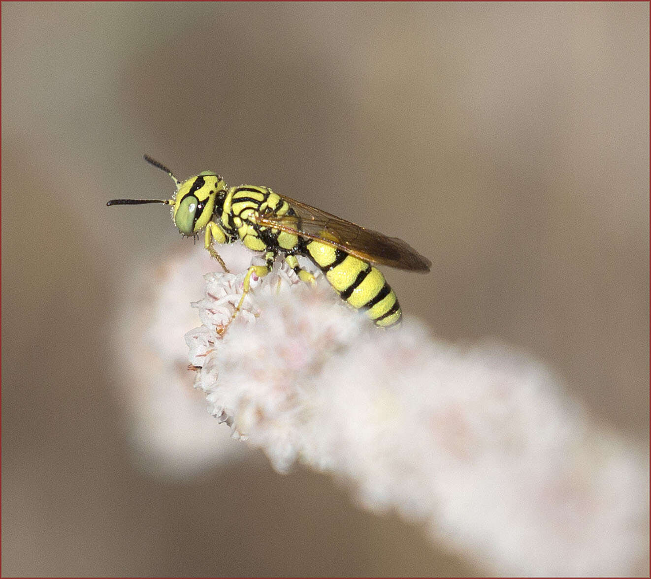 Image of Philanthus multimaculatus Cameron 1891