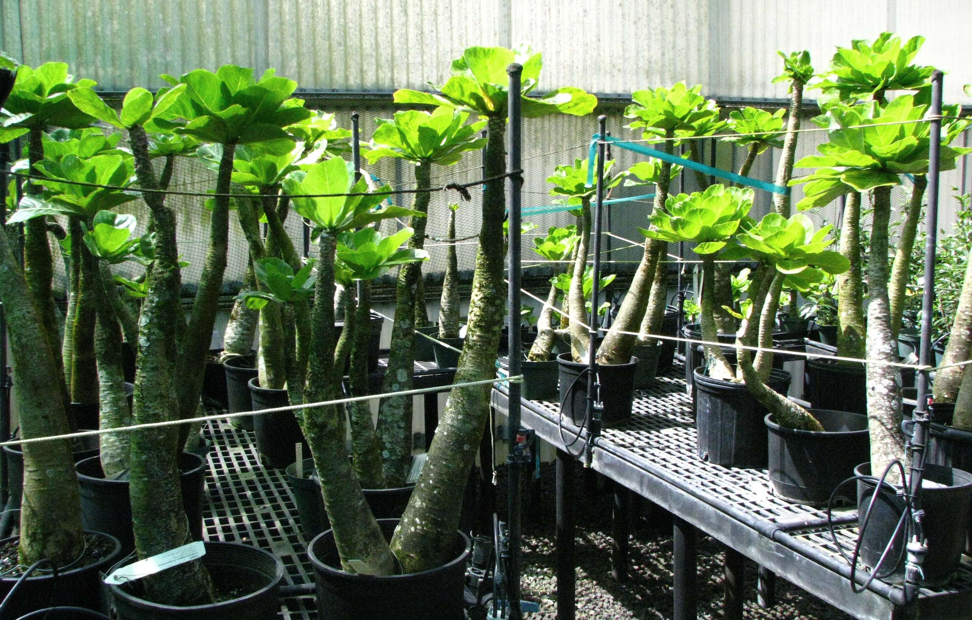 Image of cabbage on a stick