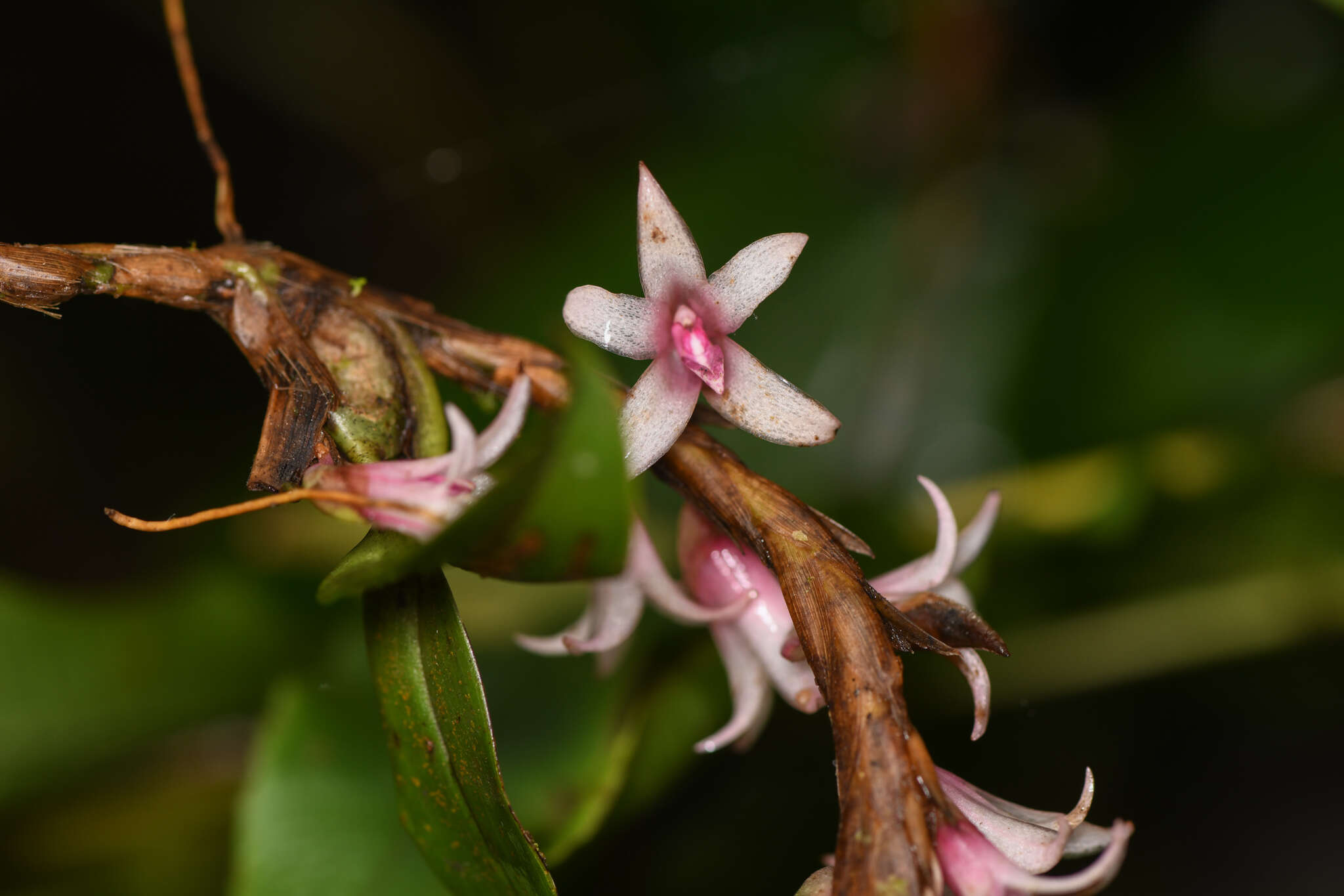 Image of Maxillaria schlechteriana J. T. Atwood