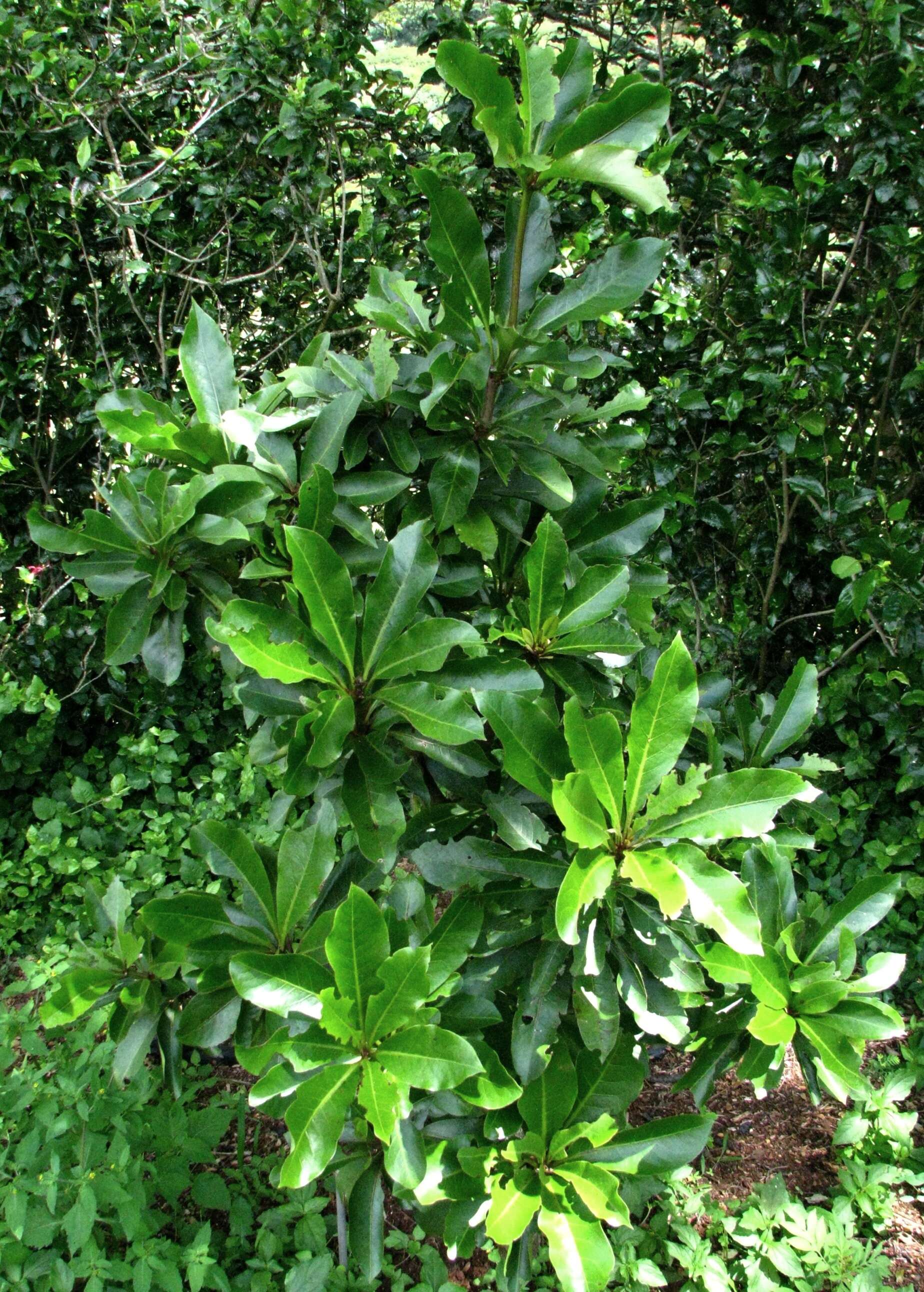 Image of Kauai catchbirdtree