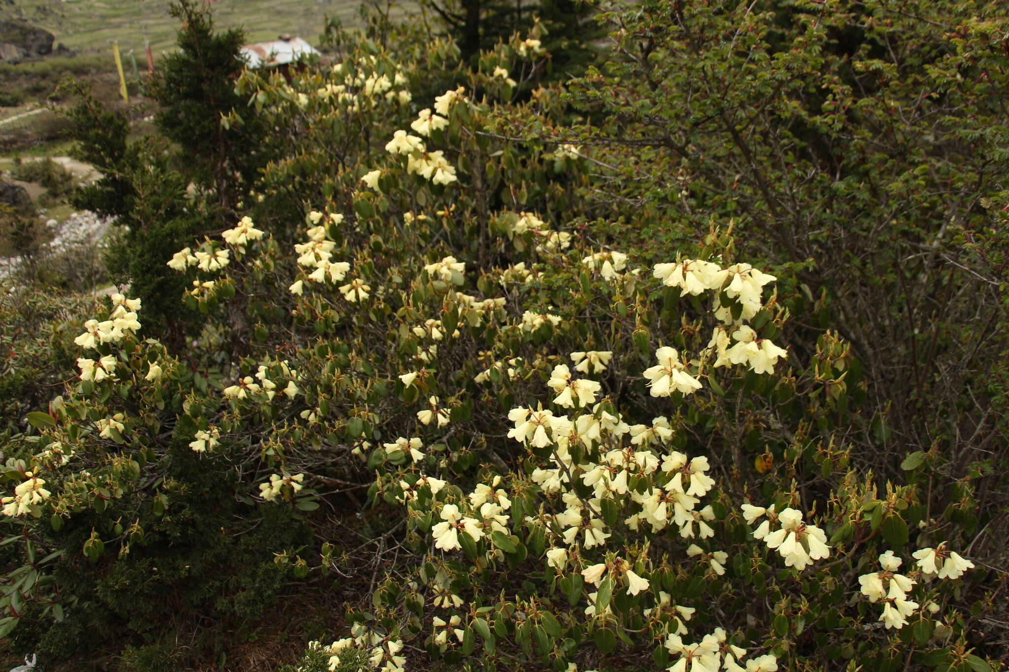 Imagem de Rhododendron campylocarpum Hook. fil.