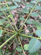 Image of Ailanthus triphysa (Dennst.) Alston