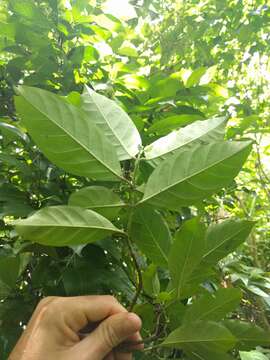 Image of Aidia cochinchinensis Lour.