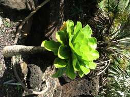 Image of cabbage on a stick