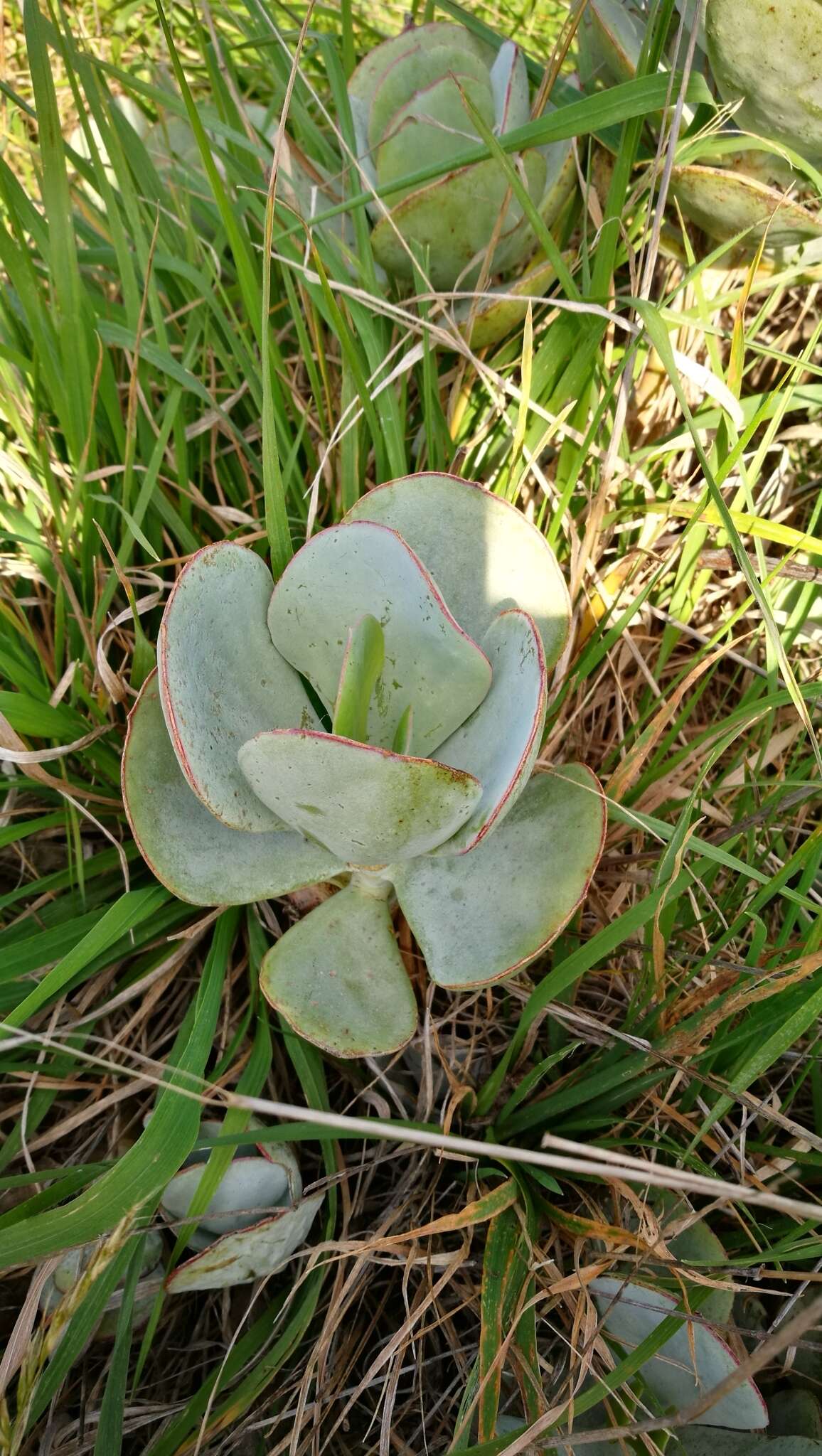 Image of pig's ear