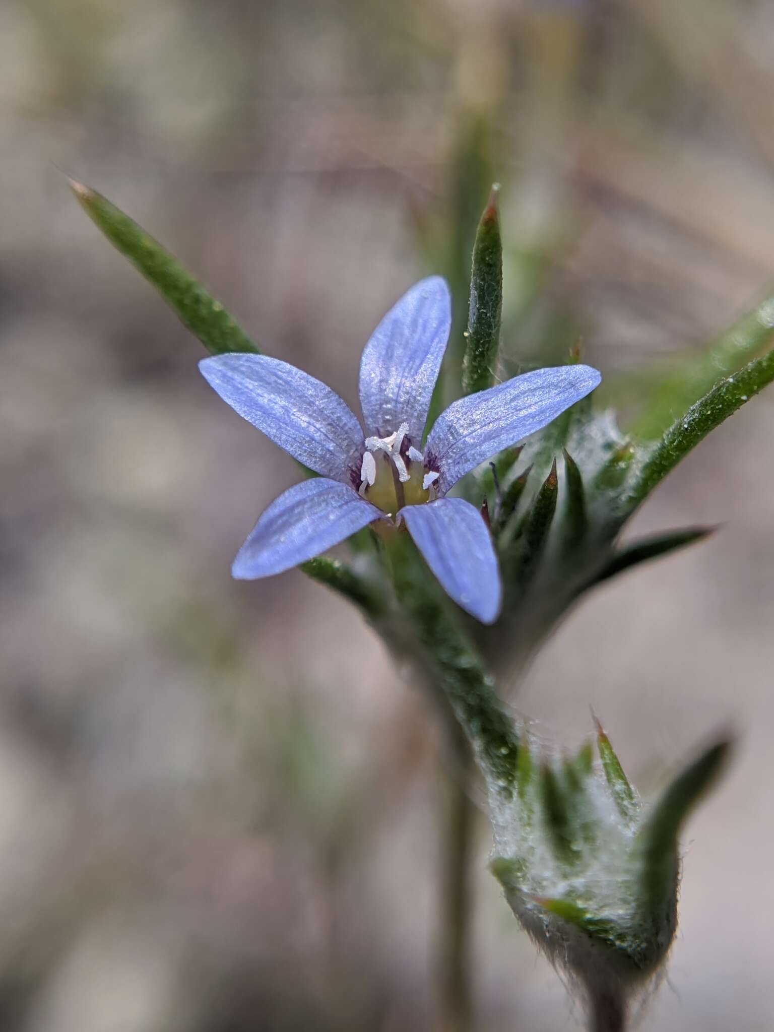 Imagem de Eriastrum calocyanum S. J. De Groot