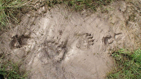 Image of Himalayan brown bear