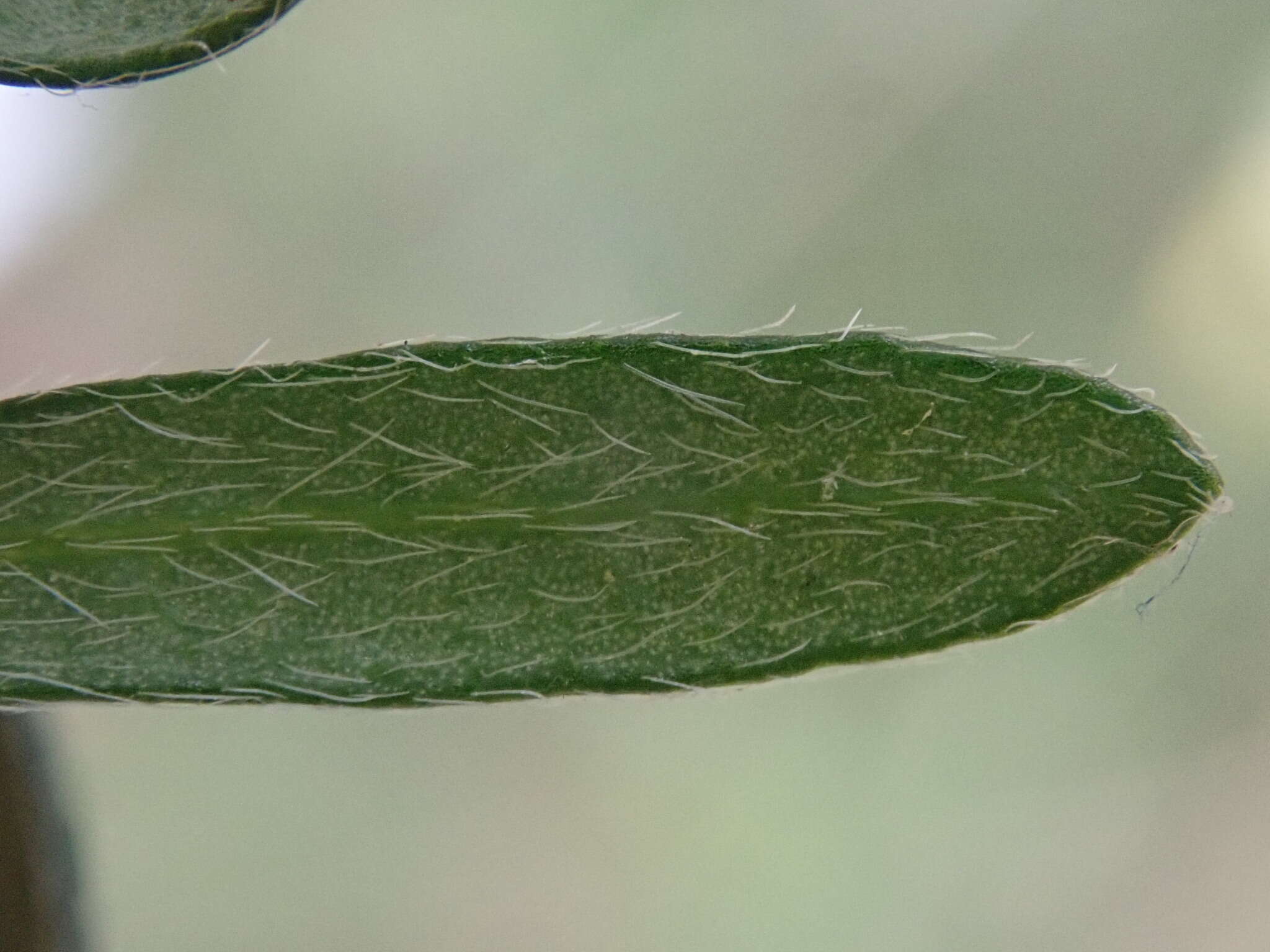 Image of Pimelea curviflora var. gracilis (R. Br.) S. Threlfall