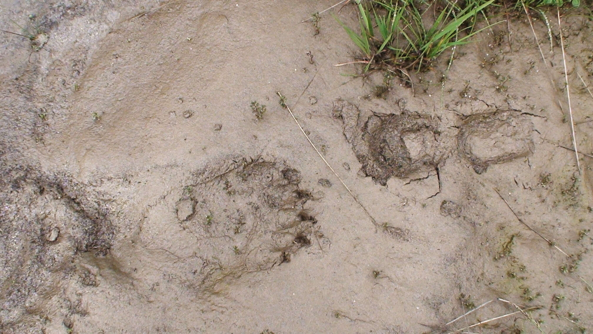 Image of Himalayan brown bear