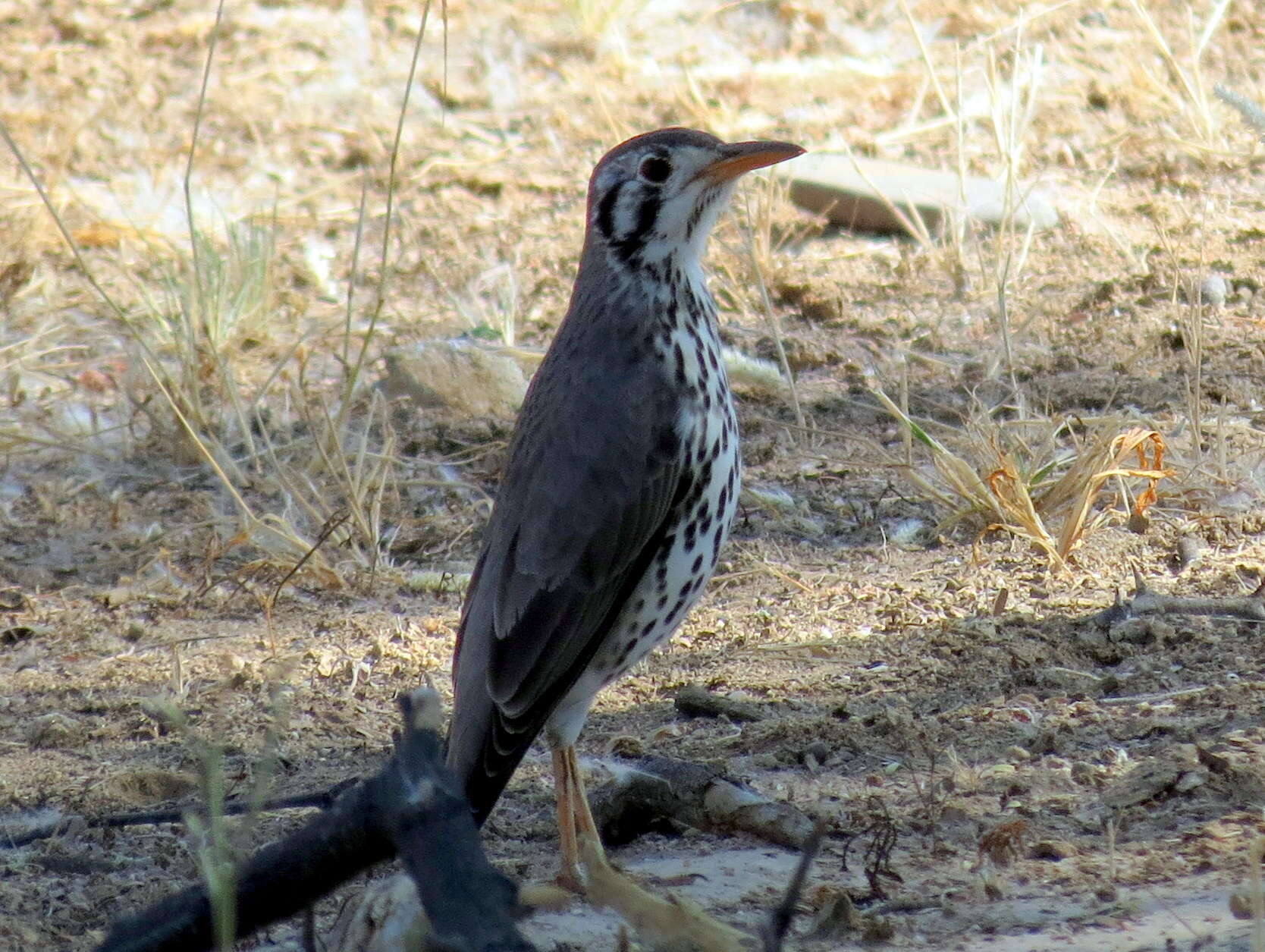 Plancia ëd Turdus litsitsirupa pauciguttatus Clancey 1956