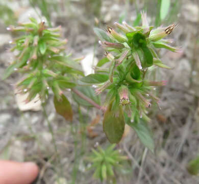 Image of slender false pennyroyal