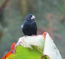 Image of Large-billed Seed Finch