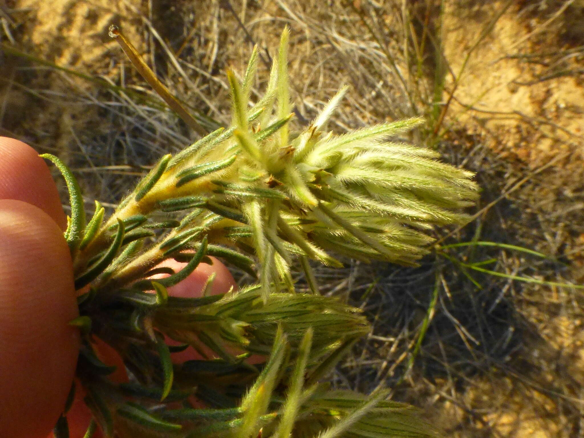 Image of Phylica plumosa var. plumosa