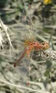 Image of Yellow-winged Darter