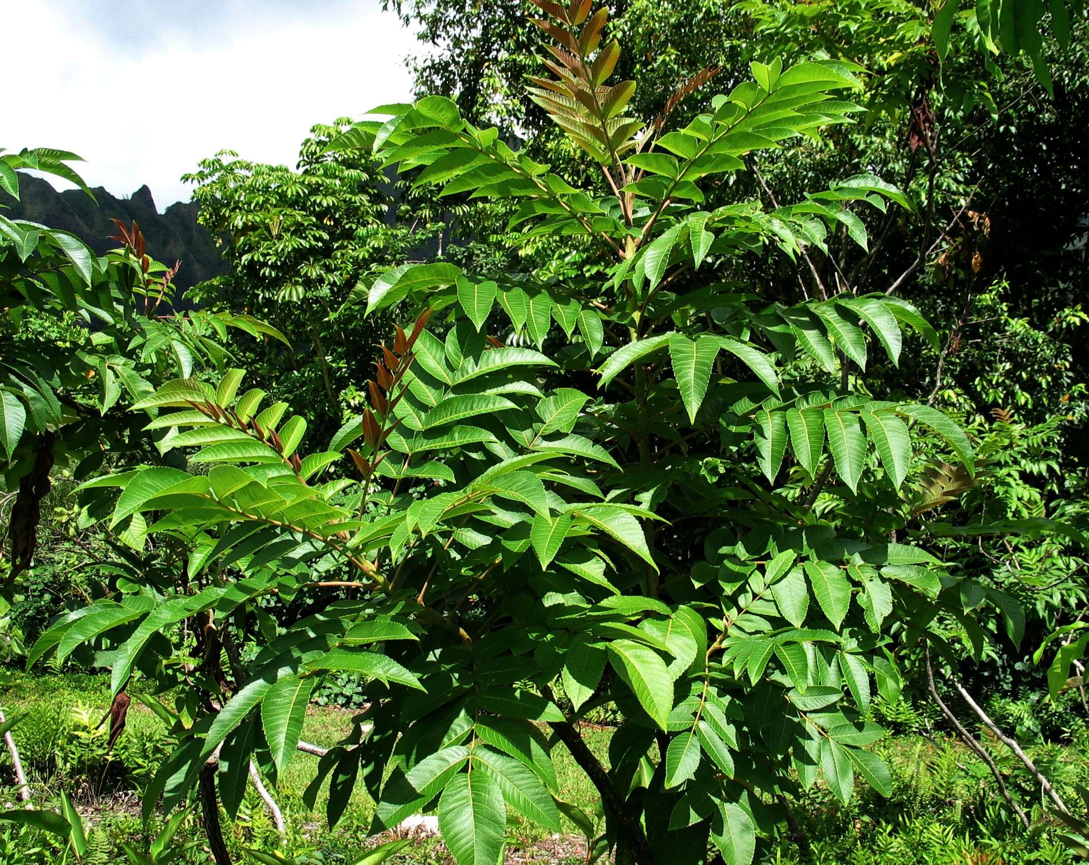 Sivun Rhus sandwicensis A. Gray kuva