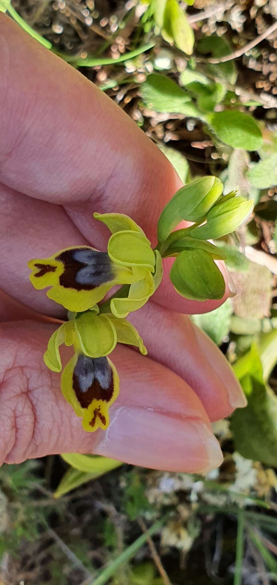 Image of Ophrys battandieri E. G. Camus