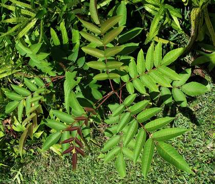 Sivun Rhus sandwicensis A. Gray kuva